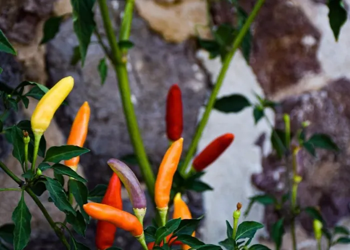 Dimora Arborea 3* Marceddi