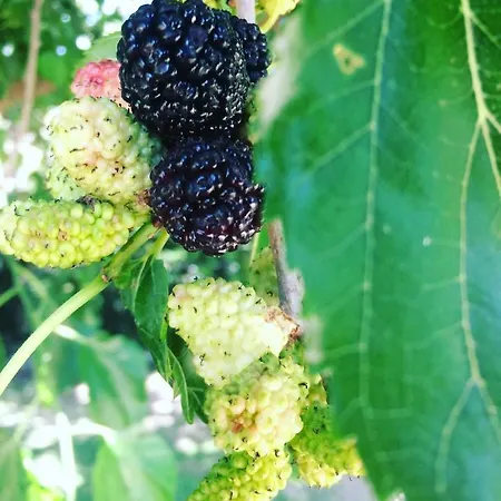 Bed and Breakfast Dimora Arborea Marceddi