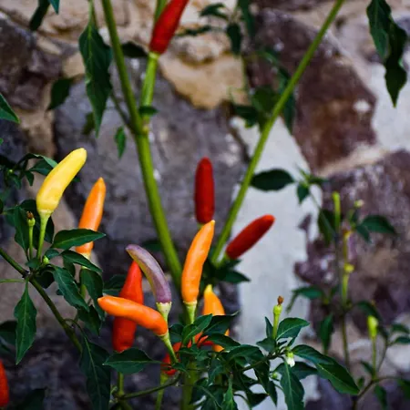 Dimora Arborea 3* Marceddi