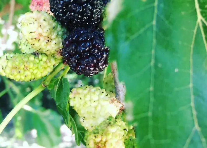 住宿加早餐酒店 Dimora Arborea Marceddi